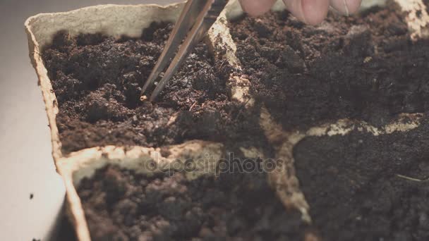 Manlig hand hållande hand plantation utsäde. Professionell odling av plantor inne. — Stockvideo