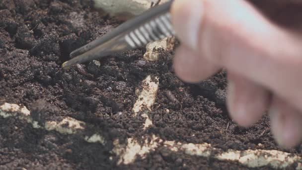 Male hand holding hand plantation seed. Professional growing of seedlings inside. — Stock Video