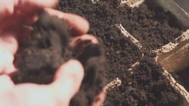 Le mani maschili correggono la soia dopo la semina. Crescita professionale di piantine all'interno . — Video Stock