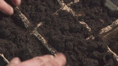 Erkek el eller sowingl sonra soi düzeltin. Profesyonel fidan içinde büyüyen.