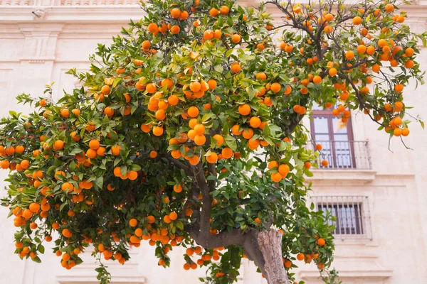 Oranje boom in de buurt van de stenen huis. Rijp oranje fruit. — Stockfoto