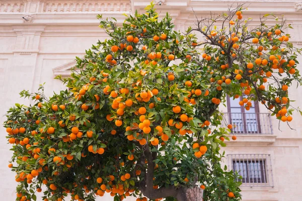 Oranje boom in de buurt van de stenen huis. Rijp oranje fruit. — Stockfoto
