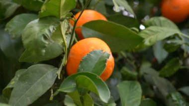 A mans el gözyaşları olgun mandalina bir ağaçtan. Çiftçiler portakal bahçesinde seç. İspanya