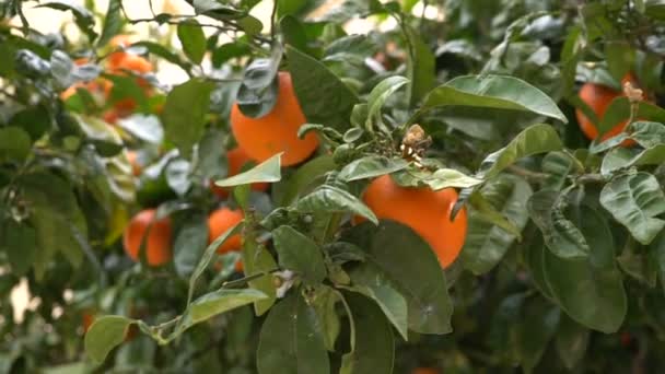 Una mano de hombre rasga mandarinas maduras de un árbol. Los agricultores recogen naranjas en el huerto. España — Vídeos de Stock