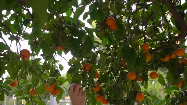 Una mano de hombre rasga mandarinas maduras de un árbol. Los agricultores recogen naranjas en el huerto. España — Vídeo de stock