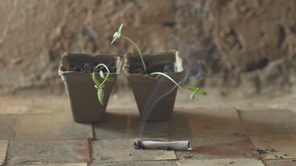 Pequeña planta de cannabis joven y las manos con marihuana conjunta . — Vídeos de Stock