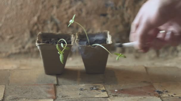 Молодые небольшие растения конопли и руки с марихуаной сустава . — стоковое видео