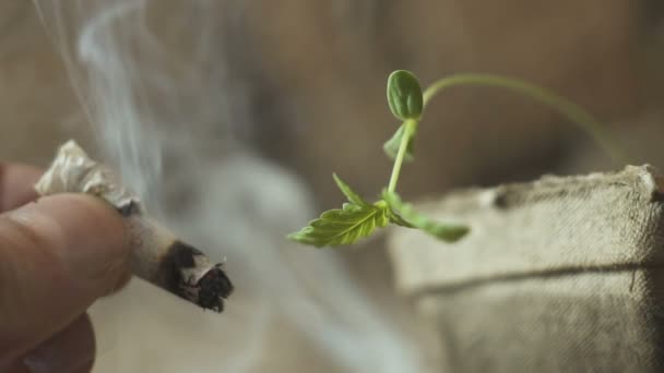Νέοι μικρό φυτό κάνναβη και τα χέρια με κοινή μαριχουάνα. — Αρχείο Βίντεο