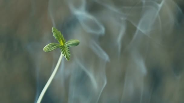 Pequeña planta de cannabis joven y humo de cigarrillo macro — Vídeos de Stock