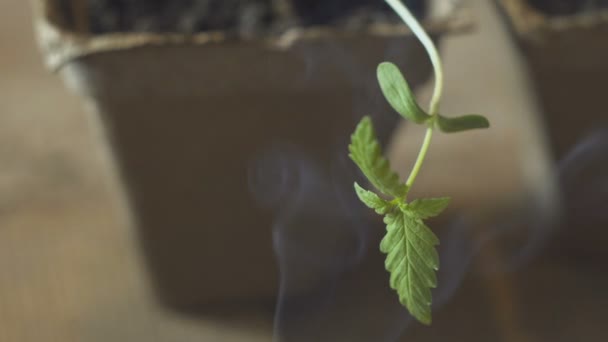 Jovem pequena planta Cannabis e fumaça de cigarro macro — Vídeo de Stock