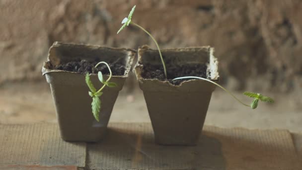 Jovem pequena planta Cannabis e fumaça de cigarro macro — Vídeo de Stock