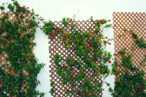 Bina duvar ile taze kırmızı çiçekler ile dekore edilmiştir. İspanya, Nerja