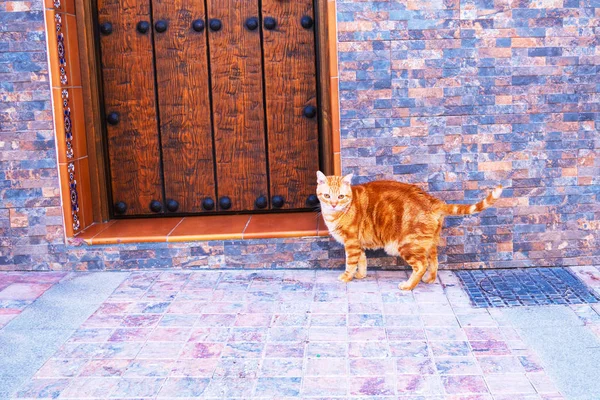 Toun sokakta ahşap kapı yakın kırmızı kedi — Stok fotoğraf