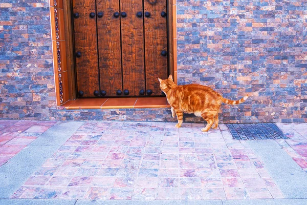 Toun sokakta ahşap kapı yakın kırmızı kedi — Stok fotoğraf