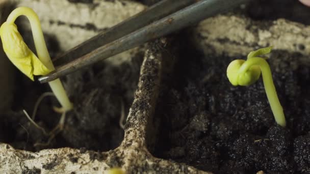 Mano masculina plantación planta joven — Vídeos de Stock
