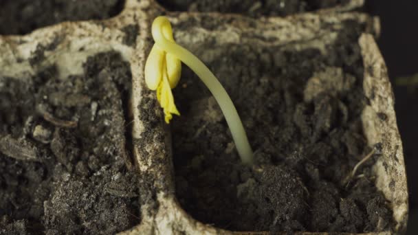 Mannenhand aanplant van jonge plant — Stockvideo
