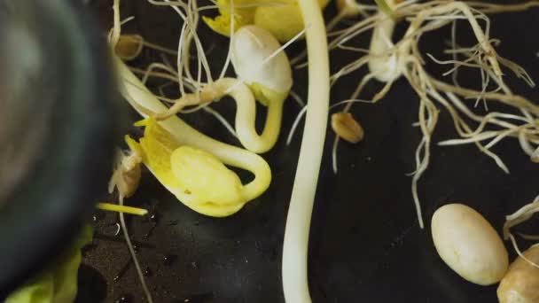 Selectie van jonge zaailingen en scheuten. Onderzoek van planten met behulp van een lens in het laboratorium — Stockvideo