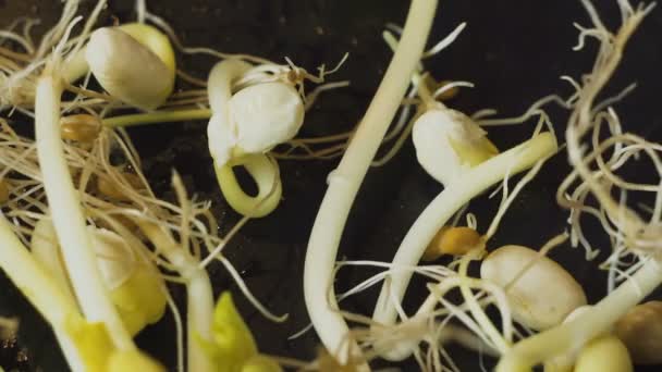 Επιλογή από νεαρά φυτά και βλαστούς — Αρχείο Βίντεο