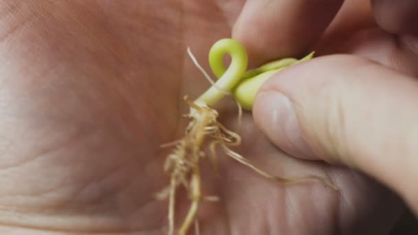 Handen met groene plantgoed — Stockvideo