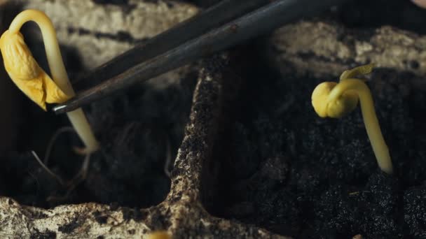 Male hand planting young plant — Stock Video