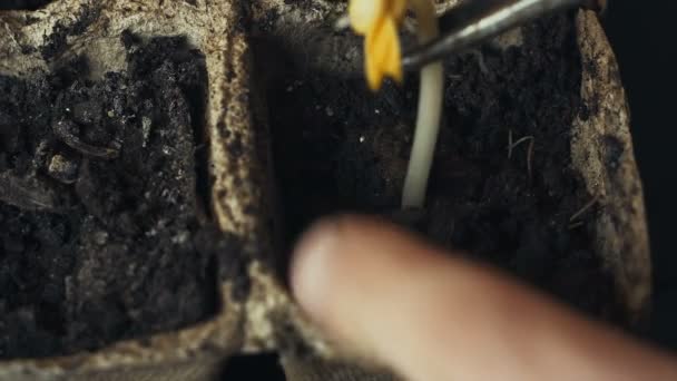 Männliche Hand pflanzt junge Pflanze — Stockvideo