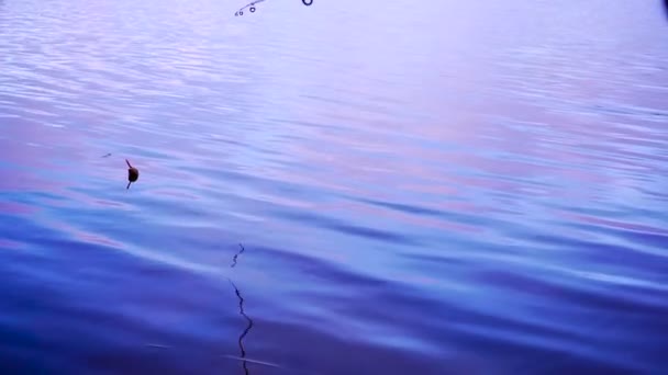 Flotteur de pêche dans le lac — Video