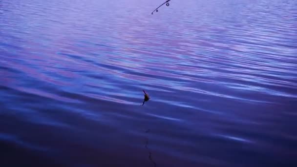 Flotteur de pêche dans le lac — Video