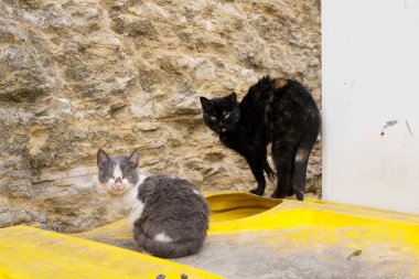 İki evsiz agresif kedi çöp bidonları üzerinde oturmak