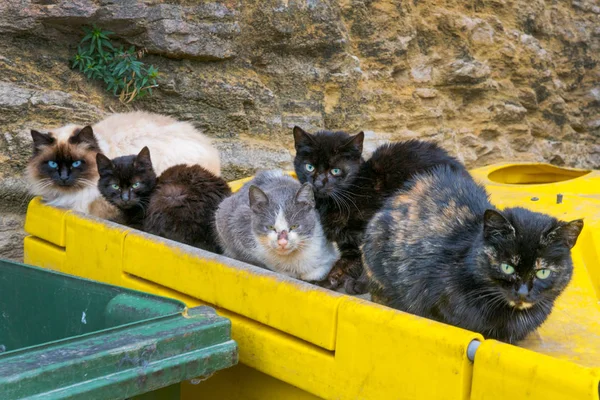 很多无家可归的猫在城市的垃圾桶里 — 图库照片