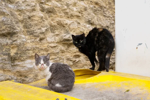 İki evsiz agresif kedi çöp bidonları üzerinde oturmak