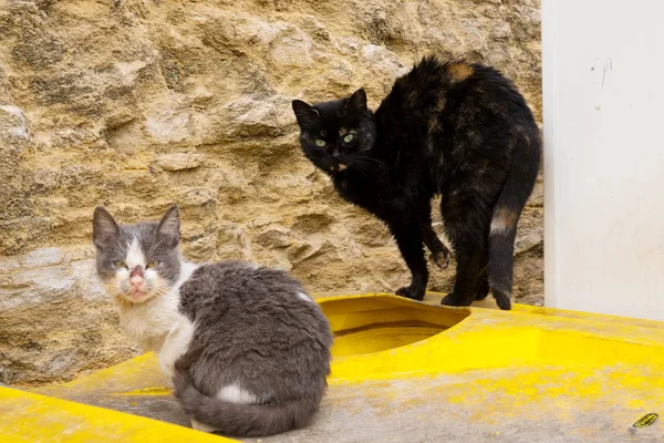 Due gatti senzatetto aggressivi siedono su bidoni della spazzatura — Foto Stock