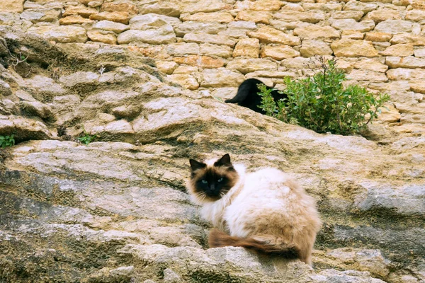 岩石墙上的猫 — 图库照片