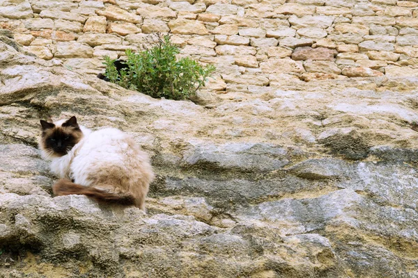 Kaya duvarı üzerinde kedi