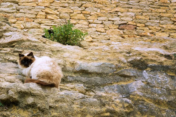 岩石墙上的猫 — 图库照片