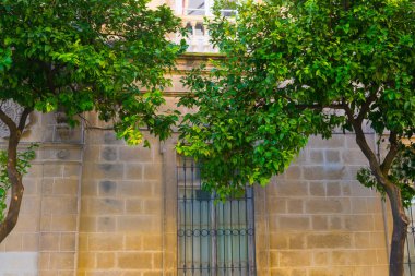 Cephe Jeres, Endülüs, İspanya katedralin yanında portakal ağacı.