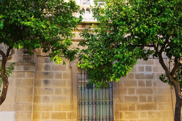 Naranjo junto a la fachada de la catedral de Jeres, Andalucía, España . —  Fotos de Stock