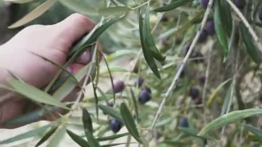 Bir adamın elini meyve bağlı bazı zeytin dokunaklı bir ağaç