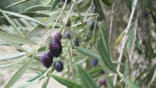 Primer plano de las aceitunas maduras en el árbol con hojas en España — Vídeos de Stock