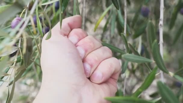 Hand eines Mannes berührt eine Olivenfrucht, die an einem Baum befestigt ist — Stockvideo