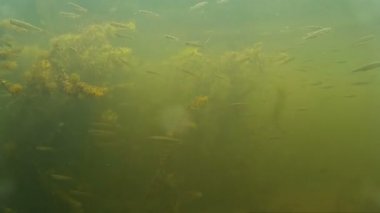 Küçük tatlı su balığı su altında balık