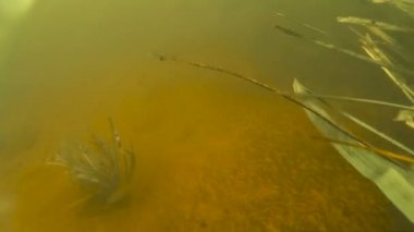 Küçük tatlı su balığı su altında balık