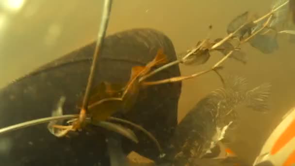 Caught pike under water. Spearfishing. — Stock Video