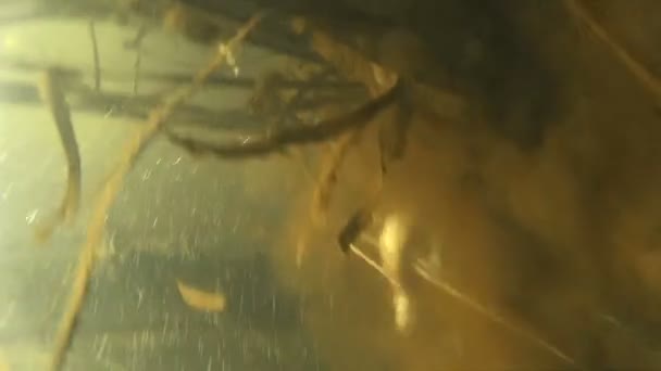 pris brochet sous l'eau. Pêche sous-marine .