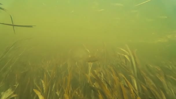 Шкаралупа дрібних прісноводних риб під водою — стокове відео