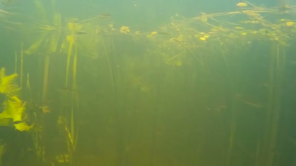 Banc de petits poissons d'eau douce sous l'eau — Video