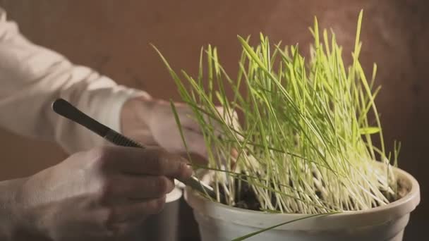 Professioneller Botaniker, der sich mit der Selektion und Erforschung junger Pflanzen beschäftigt. Bauern pflanzen Pflanzen in separaten Bechern — Stockvideo