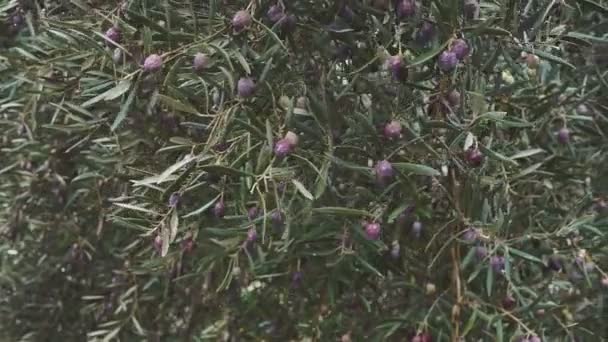 Primer plano de las aceitunas maduras en el árbol con hojas en España — Vídeo de stock