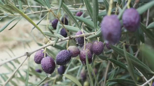 Primer plano de las aceitunas maduras en el árbol con hojas en España — Vídeos de Stock