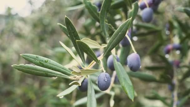 Primer plano de las aceitunas maduras en el árbol con hojas en España — Vídeos de Stock