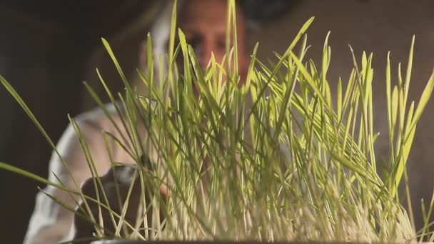 Professionele botanicus bezig met selectie en onderzoek van jonge planten. boer planten in aparte kopjes — Stockvideo